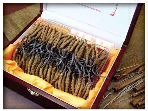 蓝田冬虫夏草回收